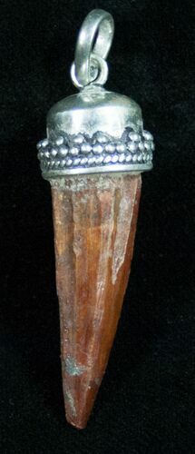 Real Spinosaurus Tooth Pendant - Dinosaur Tooth #10942